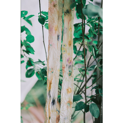 petal×Lippia